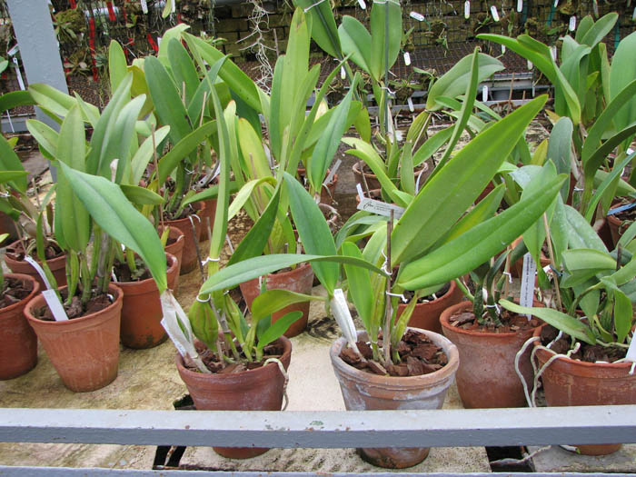 Laeliocattleya Canhamiana coerulea 'Azure Skies'.jpg