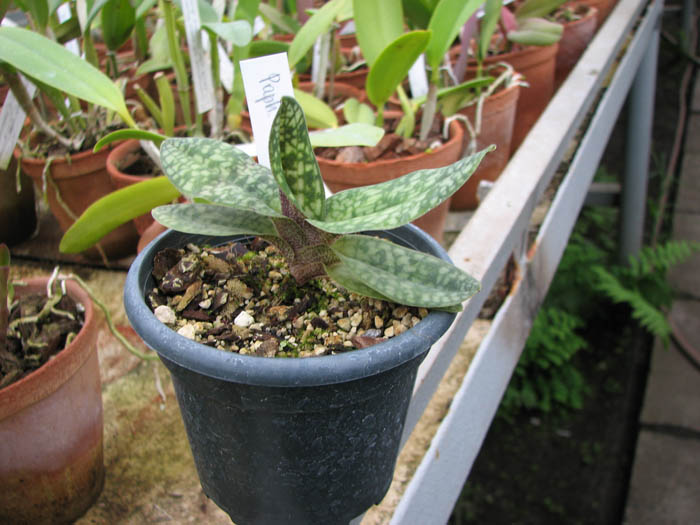 Paphiopedilum delenatii.jpg