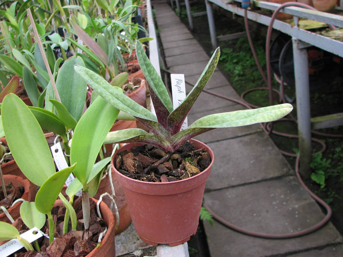 Paphiopedilum venustum.jpg