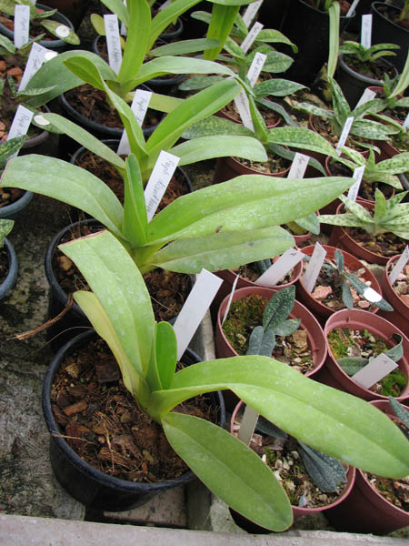 Paphiopedilum dianthum.jpg