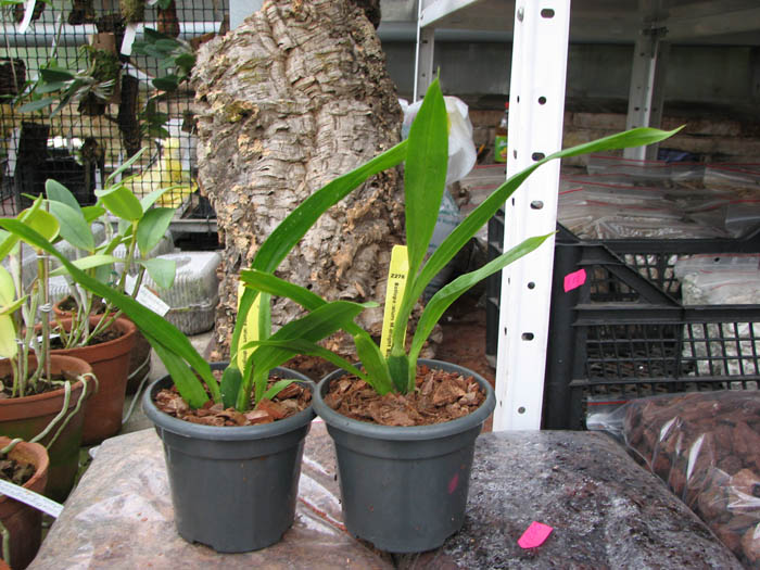 Bollopetalum Midnight Blue 'Cardinal'.jpg