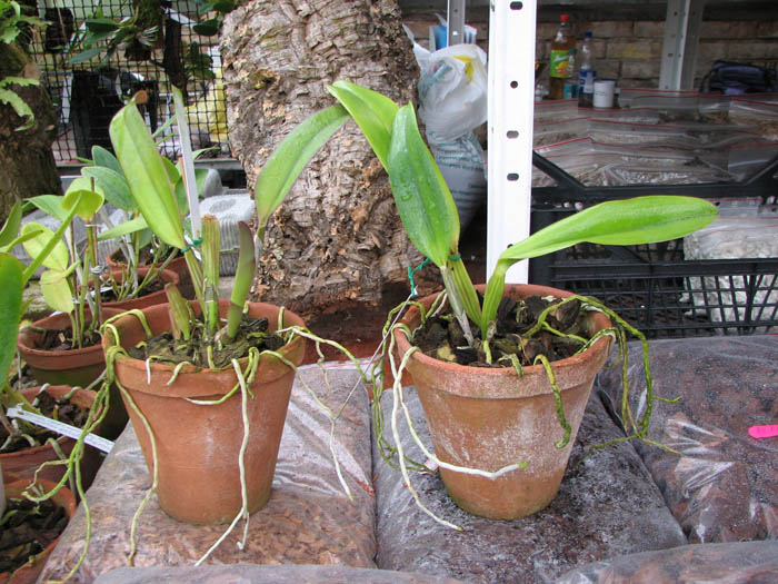 Cattleya labiata amesiana 'Super Star' (Z-43) x Cattleya labiata roxo bispo 'Urbano'.jpg