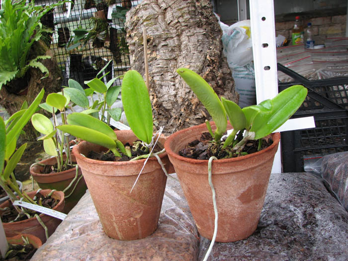Cattleya maxima semi alba 'AWZ' x SELF.jpg