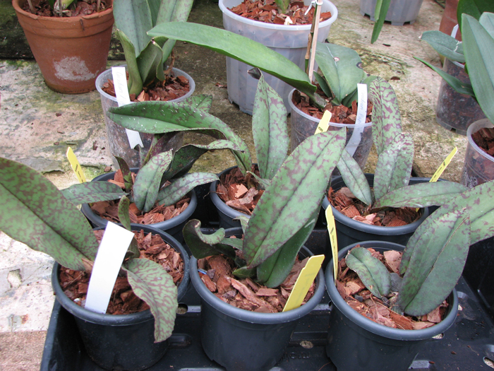 Psychopsis Mendenhall 'Hildos'.jpg