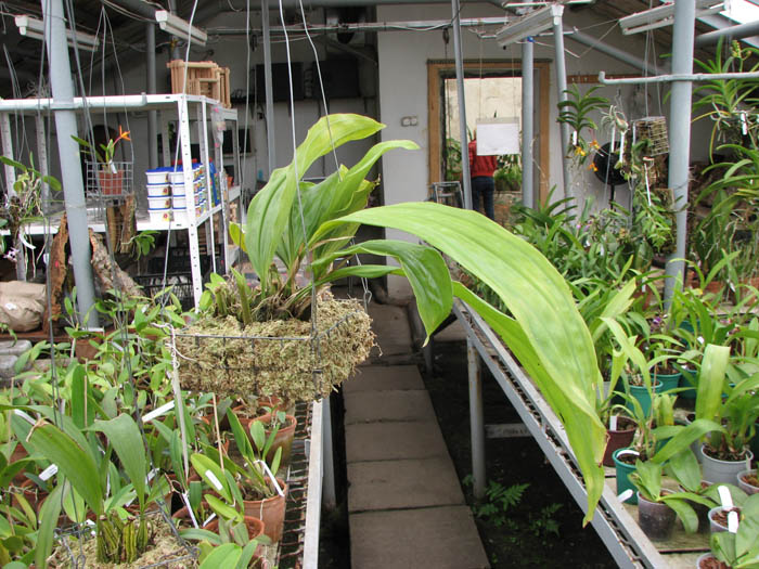 Stanhopea candida.jpg