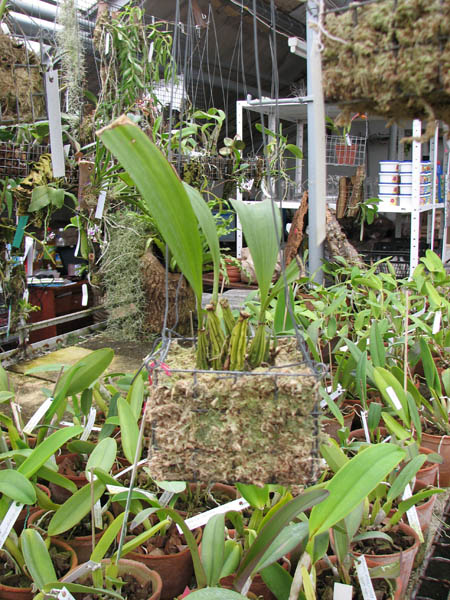 Coryanthes speciosa.jpg