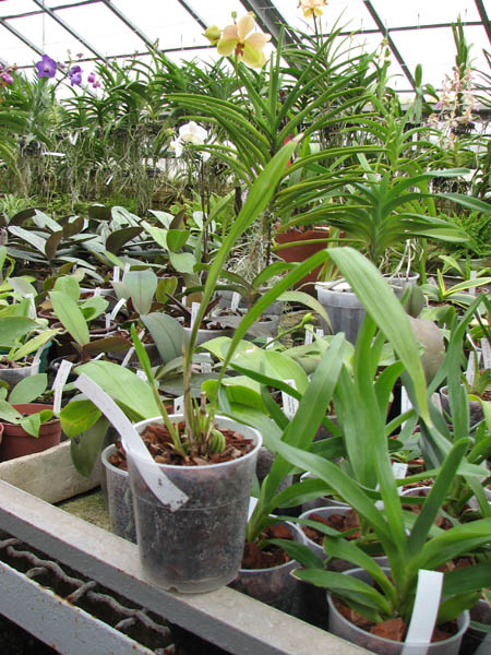 Coryanthes alborosea alba.jpg