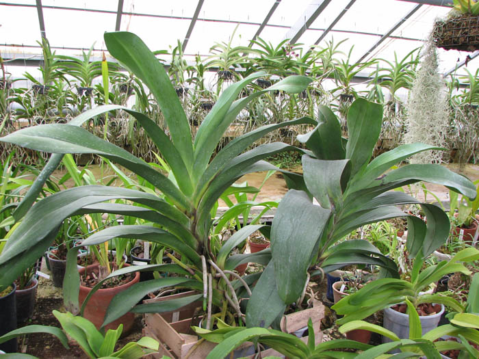 Angraecum Veitchii.jpg