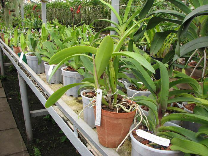 Lc Sierra Skies 'Leone'.jpg