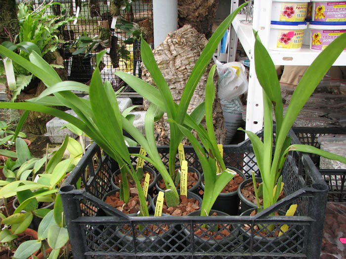 Beallara Mathias 'Glamour'.jpg