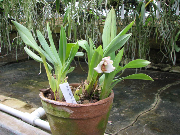 Maxillaria huebschii.jpg