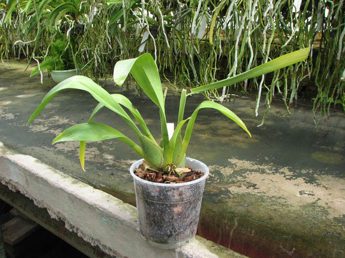 Vuylstekeara Yokara 'Perfection' x Oncidium leucochillum.jpg