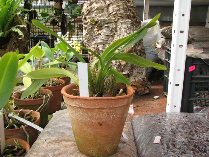 Odontoglossum praestans.jpg