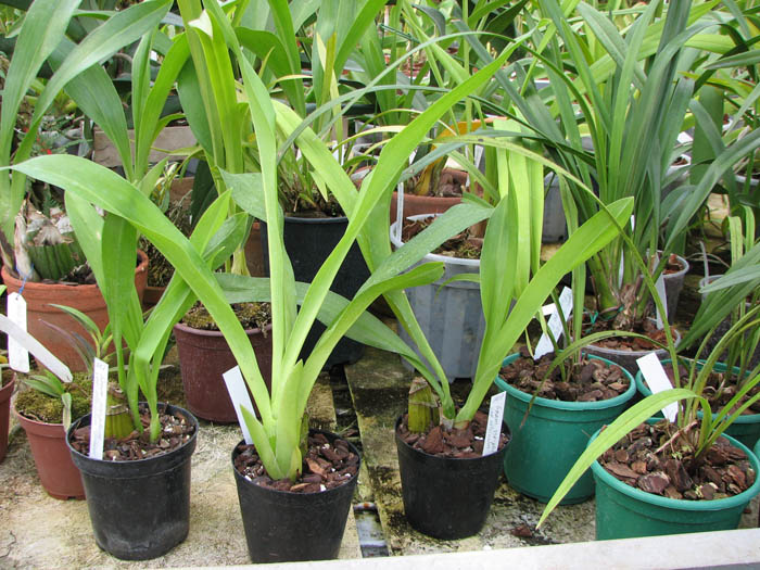 Grammatophyllum scriptum var citrinum Green.jpg