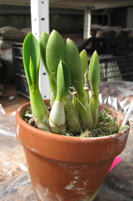 Laelia fournieri.jpg