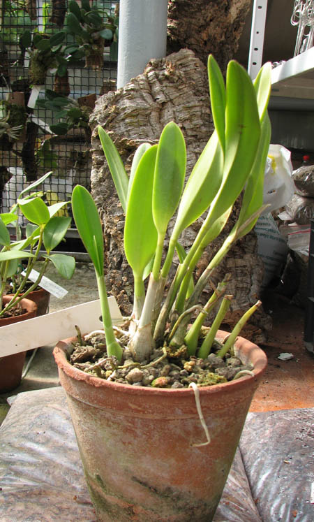 Laelia crispilabia.jpg