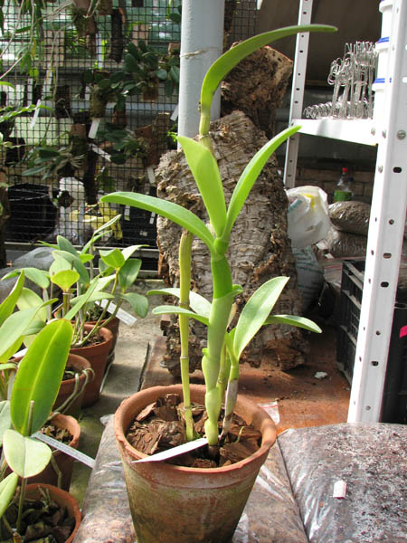 Cattleya bowringiana coerulea.jpg