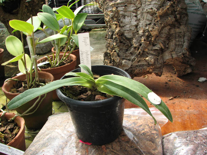 Paphiopedilum helenae x fairrieanum.jpg