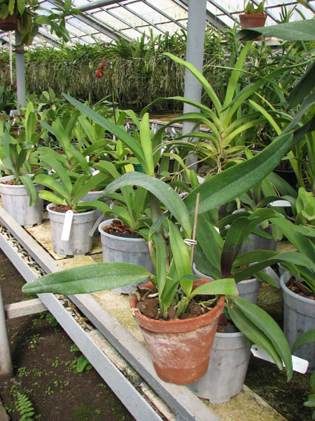 Laeliocattleya Azul Madoka 'Hsinying Blue Star'.jpg