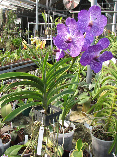 Vanda Tokyo Blue.jpg