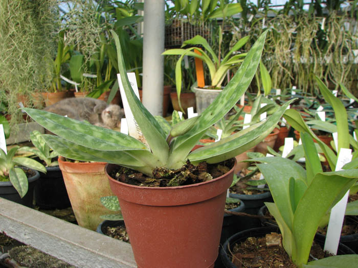 Paphiopedilum sukhakulii.jpg