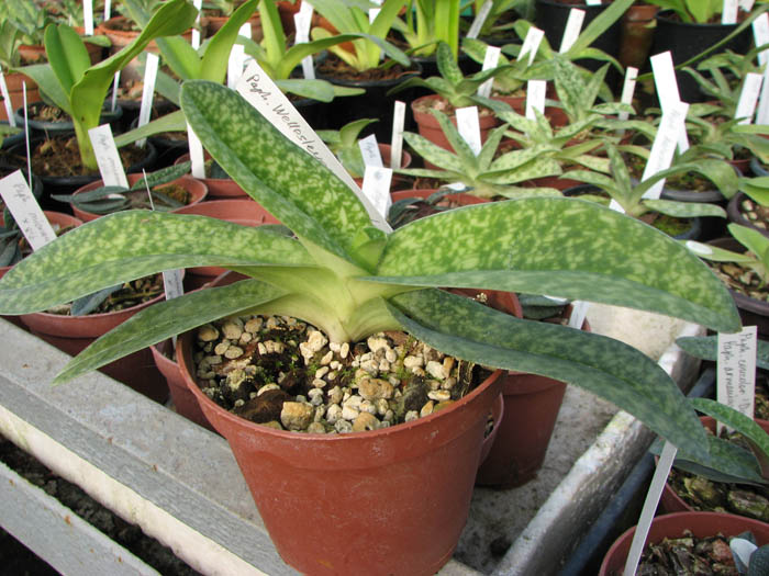 Paphiopedilum Wellesleyanum x delenatii fma album.jpg