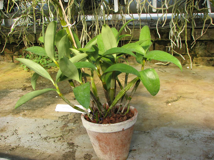 Dendrobium thyrsiflorum.jpg
