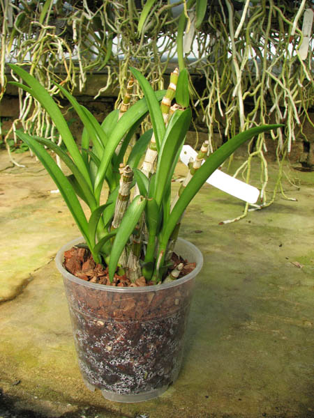 Dendrobium Nidnhoi Twist.jpg