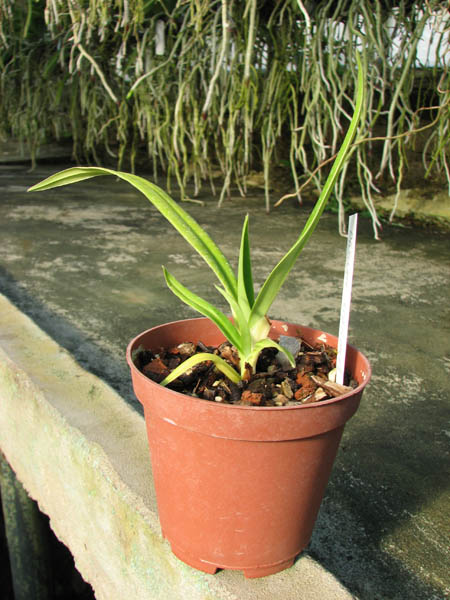Phragmipedium schlimii.JPG