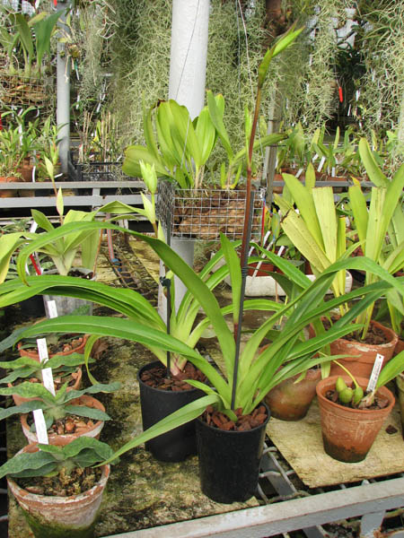 Phragmipedium Eric Young.jpg