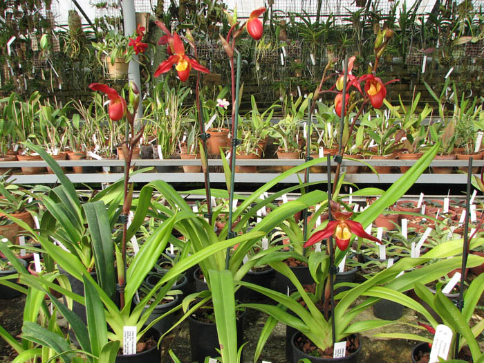 Phragmipedium Living Fire.jpg