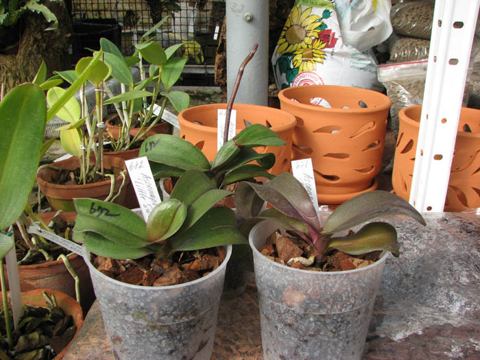 Asconopsis Jiaho's Orange 'Little Sweet Orange'.jpg