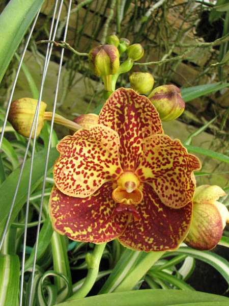 Ascocenda Oriental Lunar Beach x Vanda Chaiya.jpg