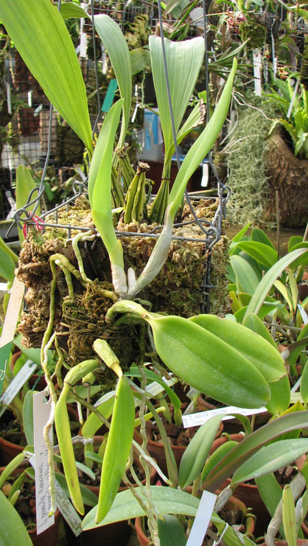 Laelia pumila amoena 'AWZ' х Laelia pumila alba 'HI'.jpg