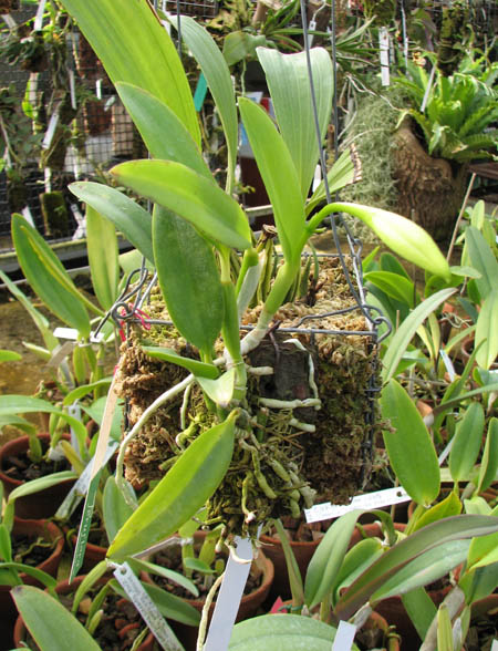 Laelia dayana coerulea 'Chojamaru' x SELF.jpg