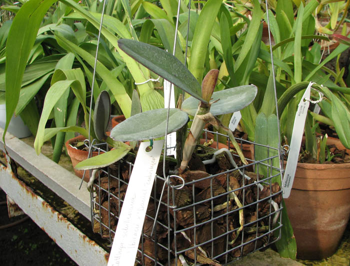 Cattleya schilleriana 'Ibiracu' x Cattleya schilleriana 'Daniel Endringer'.jpg