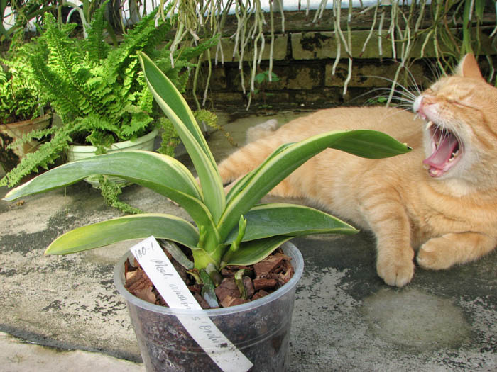 Phalaenopsis Amabilis 'ORCHIS'.jpg