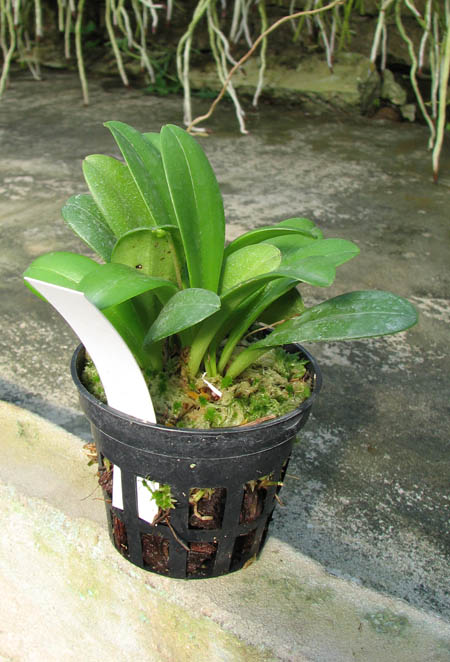 Masdevallia floribunda.jpg