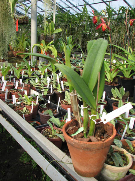 Brassocattleya Chief Pink 'Diana'.jpg