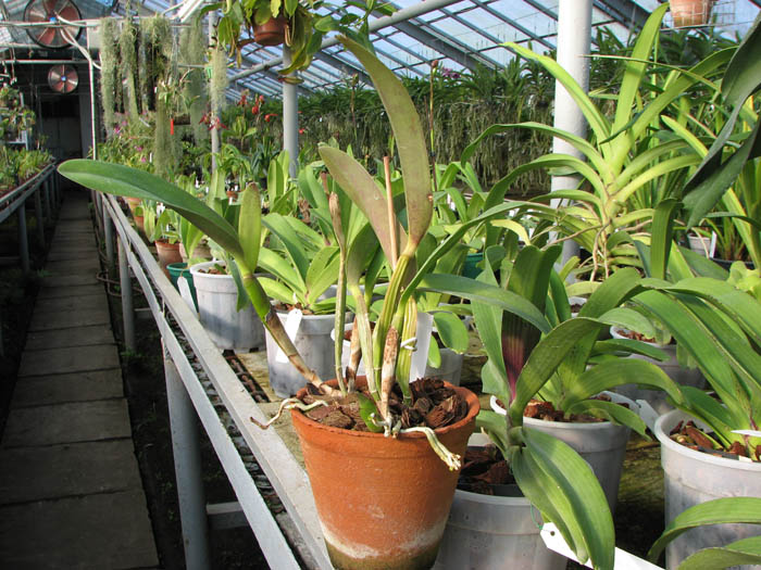 Potinara Little Toshie 'Yellow Rose'.jpg