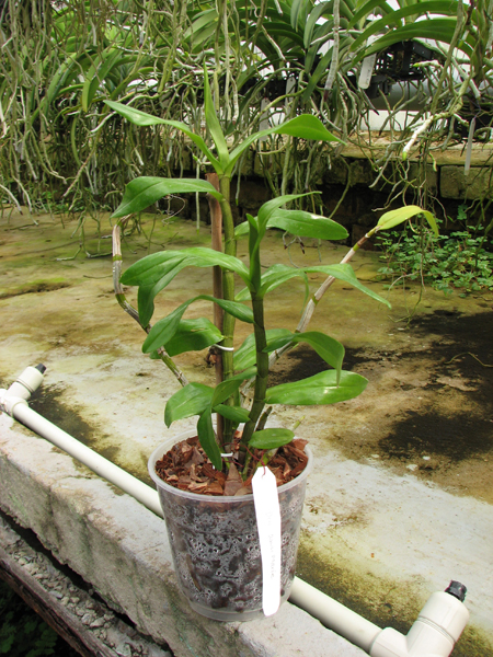 Dendrobium Dawn Marie.jpg