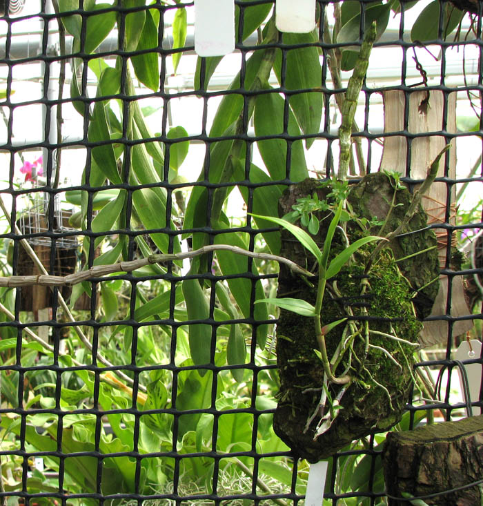 Dendrobium victoriae reginae.jpg