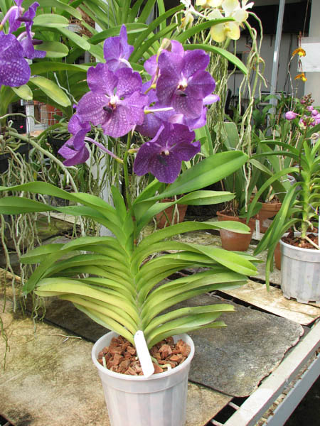 Vanda Bhimayothin x Vanda coerulea.jpg
