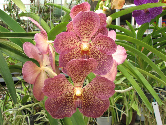 Vanda Sumon Spot x Vanda Srakaew.jpg