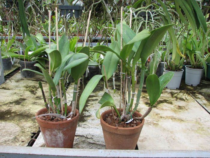 Rhyncholaeliocattleya Waianae Leopard 'Ching Hua'.jpg