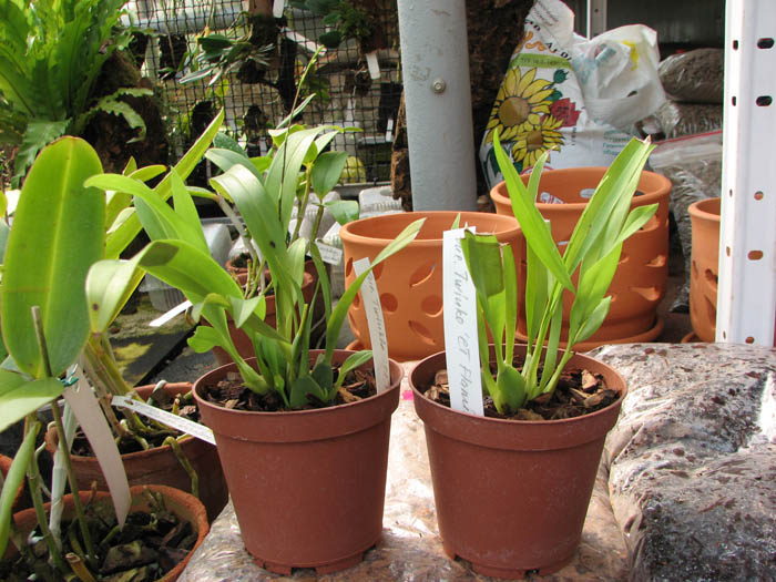 Oncidium Twinkle 'CT Flamingo'.jpg