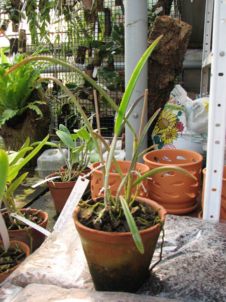 Cattleya guttata albina x Brassavola tuberculata.jpg