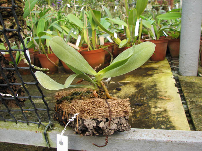 Aerangis articulata.jpg