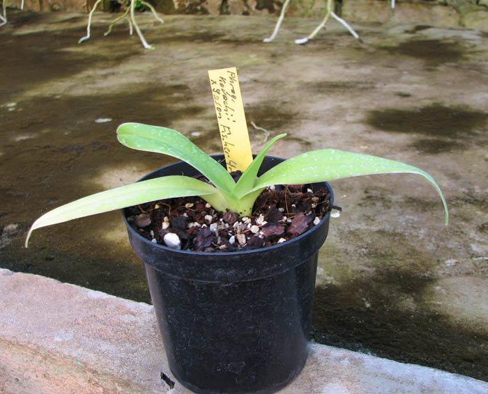 Phragmipedium kovachii x Jason Fischer.jpg