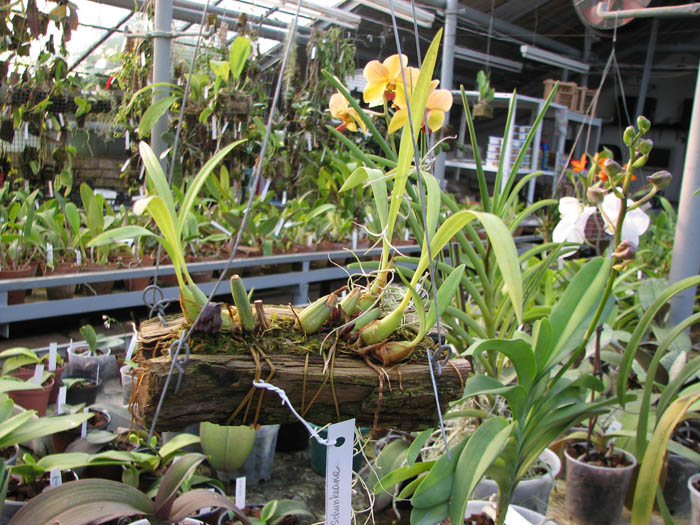 Maxillaria schunkeana.jpg